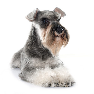 灰色微型雪松猎犬动物宠物工作室小狗背景图片