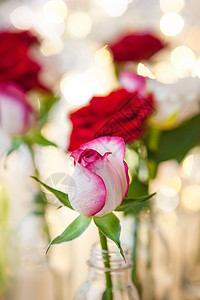 在小灯光面前的新鲜玫瑰花朵恋爱展示鲜花礼物生日红色情人粉色彩灯背景图片