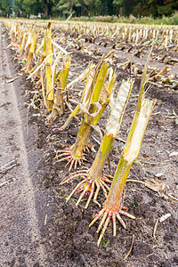 津斯坦根土壤上切玉米分质行背景