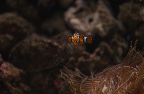 孤独小丑鱼海葵双螺旋藻亚科高清图片