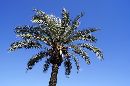 棕榈天堂叶子蓝色太阳热带天空背景图片