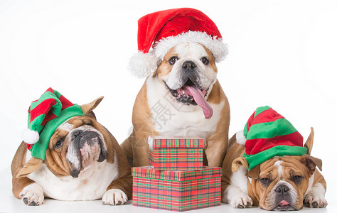 圣诞狗情感犬类小狗红色礼物人性化季节性帽子宠物英语背景图片