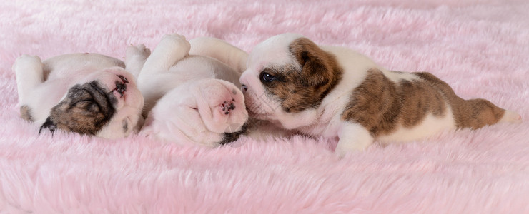 狗儿的粪便睡眠斑点小狗犬类粉色宠物垃圾斗牛犬英语动物背景图片