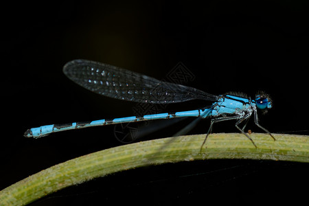 蓝蜻蜓棕色蓝色宏观黑色动物小枝绿色黄色昆虫高清图片