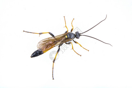 白色背景上的黑昆虫蟋蟀眼睛黑色工作室害虫宏观野生动物天线动物背景图片