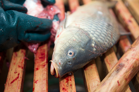 口齿鲤鱼动物旅行男人钓鱼盘子食物木板内脏背景图片