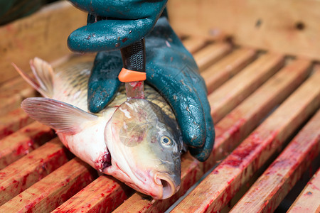 口齿鲤鱼旅行动物内脏男人木板盘子食物钓鱼背景图片