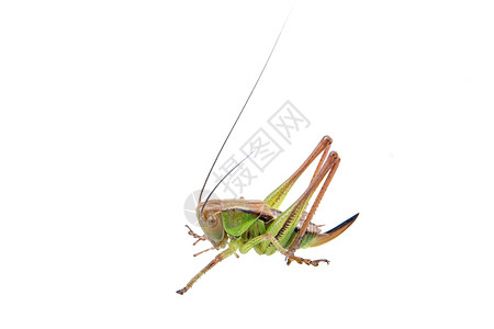 白色背景的绿色棕色蝗虫工作室野生动物刺槐蚱蜢动物天线漏洞宏观昆虫蟋蟀背景图片
