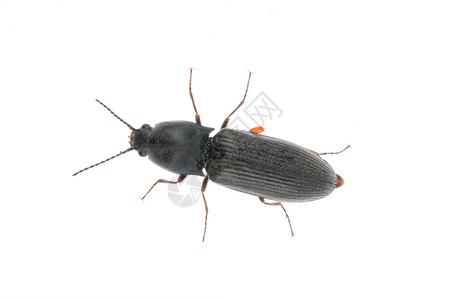 白色背景的黑甲虫动物照片黑色荒野漏洞昆虫宏观背景图片