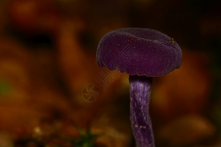 泪道紫真菌背景