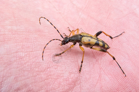 手头上的黄黑虫翅膀昆虫君主动物手指黄色宏观野生动物漏洞背景图片