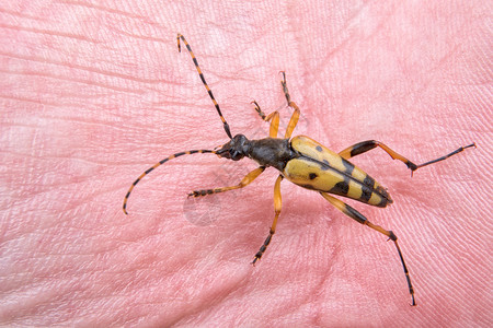 手头上的黄黑虫野生动物动物昆虫君主翅膀黄色手指宏观漏洞背景图片