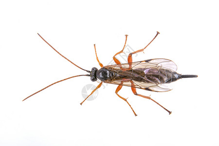 白色背景上的黑昆虫眼睛害虫天线黑色宏观动物野生动物工作室蟋蟀背景图片