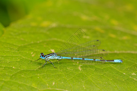 蓝绿色动物生活宏观眼睛漏洞棕色翅膀蜻蜓黑色背景图片