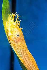 鱼鲶鱼鱼缸蓝色水族馆热带淡水黄色清洁工长翅宠物背景