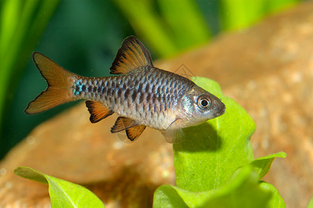 巴布斯水族馆新鲜的高清图片