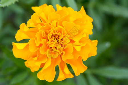 有橙花花的花朵荒野植物学橙子白色花园宏观植物黄色高清图片
