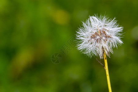 达当量生活白色季节蓝色生长植物柔软度环境种子背景图片