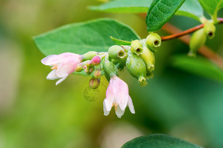 带绿芽的草毛绿色花园植物枝条叶子植物群季节生长背景图片