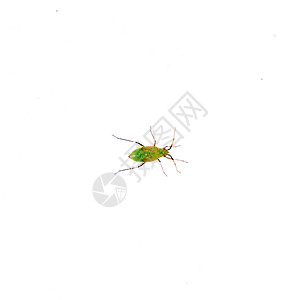 白色背景上的绿昆虫生物黑色身体野生动物绿色宏观金属动物金子漏洞背景图片