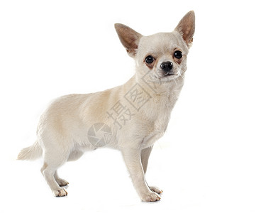 短短头发吉娃娃男性宠物动物白色工作室小狗成人背景图片