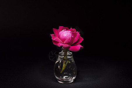 粉红玫瑰花瓶粉色背景图片
