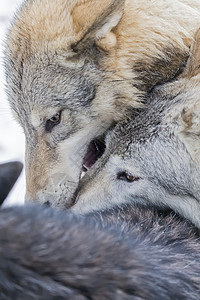 图德拉野狼犬科捕食者野生动物生物女性苔原男性家庭小狗领导者背景图片
