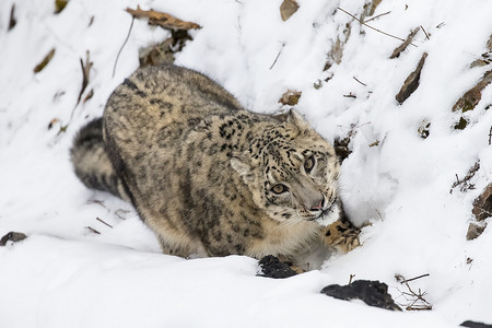 雪地里野猫雪豹生物眼睛大猫野猫森林捕食者野生动物猎人猫科动物斑点背景