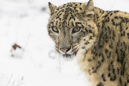 雪地里野猫雪豹危险野生动物斑点动物园森林生物食肉荒野豹属大猫背景