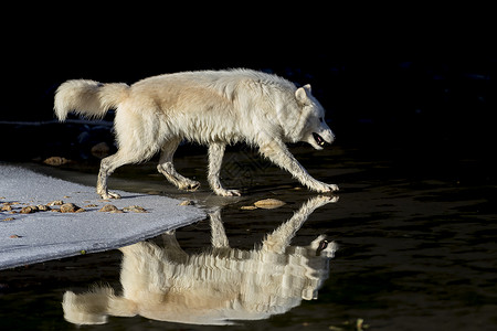 北极野狼池塘犬类森林男性家庭生物小狗犬科捕食者狼疮背景图片