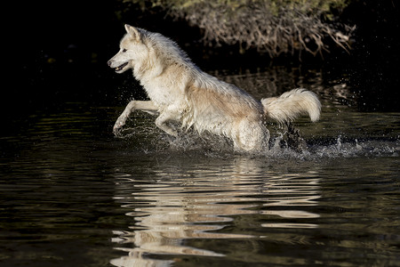 北极野狼小狗男性捕食者家庭头发精力哺乳动物森林狼疮生物背景图片