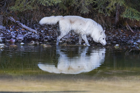 北极野狼草地狼疮头发犬科女性小狗男性生物领导者精力背景图片