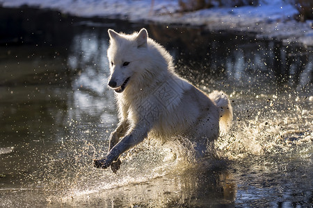 北极野狼池塘野生动物精力捕食者哺乳动物小狗家庭草地森林狼疮背景图片