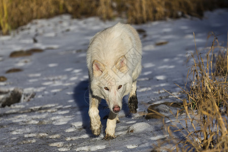 北极野狼女性头发领导者池塘森林犬类捕食者精力犬科野生动物背景图片