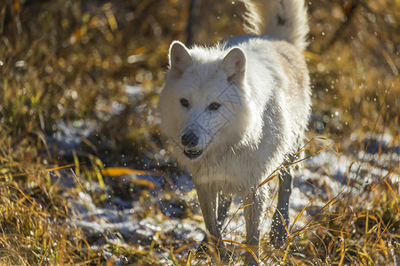北极野狼哺乳动物狼疮池塘女性精力领导者草地捕食者猎人头发背景图片