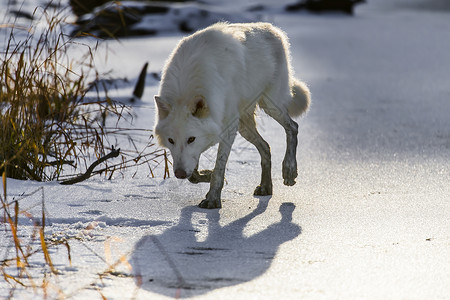 北极野狼狼疮犬类猎人森林哺乳动物精力女性池塘草地捕食者背景图片