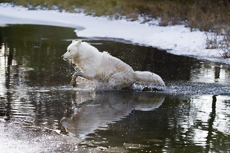 北极野狼头发森林小狗哺乳动物捕食者精力草地野生动物狼疮家庭背景图片