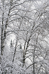 哈塔伊冬初塔伊加下雪针叶林季节木头环境林地天气涂层场景树木背景