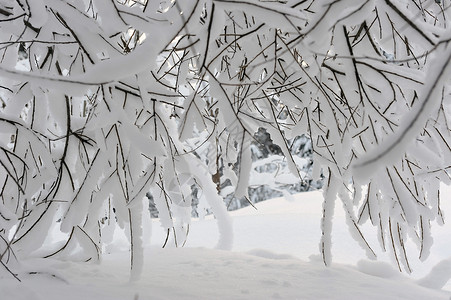 从雪柳下查看天空季节雾凇白色森林树木冻结背景图片