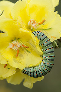 常见黄燕尾蝴蝶的毛虫黄色昆虫世界高清图片