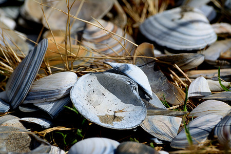 清空的沙滩贝壳 在草丛中的太阳上背景图片