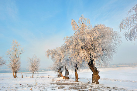 霜覆盖寒霜的冬冬树环境气候童话天气蓝色场地全景季节旅行阳光背景