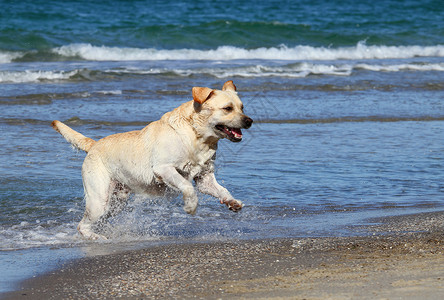 黄色的狗可爱的黄色拉布拉多 在海中游泳背景