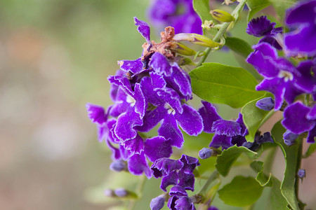 金露珠 鸽子贝里 来自泰国的天空花灌木植物花瓣紫色露珠衬套公园花园叶子热带背景图片