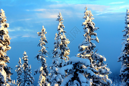 山上的树木山脉太阳新年蓝色天空背景图片