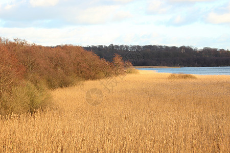 受保护自然区内的Reed moor和湖泊高清图片