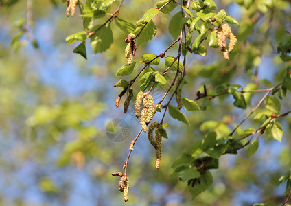 桦树花粉春天 在白树的两叶树上修正案植物群过敏叶子桦木弹簧花粉种子花园背景