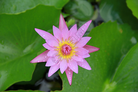 顶冰花属佛教徒核桃属高清图片