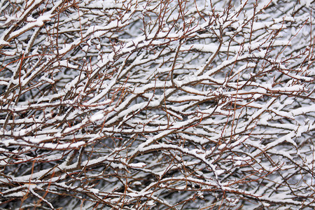 雪天气白色气候衬套季节背景图片