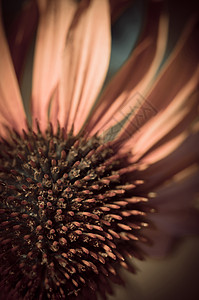 Echinacea 面形宏背景图片